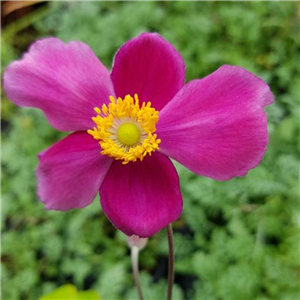 Anemone Huphehensis 'Bowles Pink'