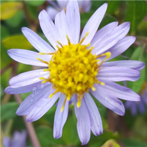 Aster Ageratoides 'Harry Smith'