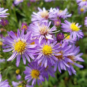 Aster Laevis 'Cally Compact'