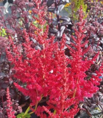 Astilbe 'Alive And Kicking'