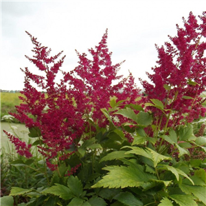Astilbe 'Younique Red'
