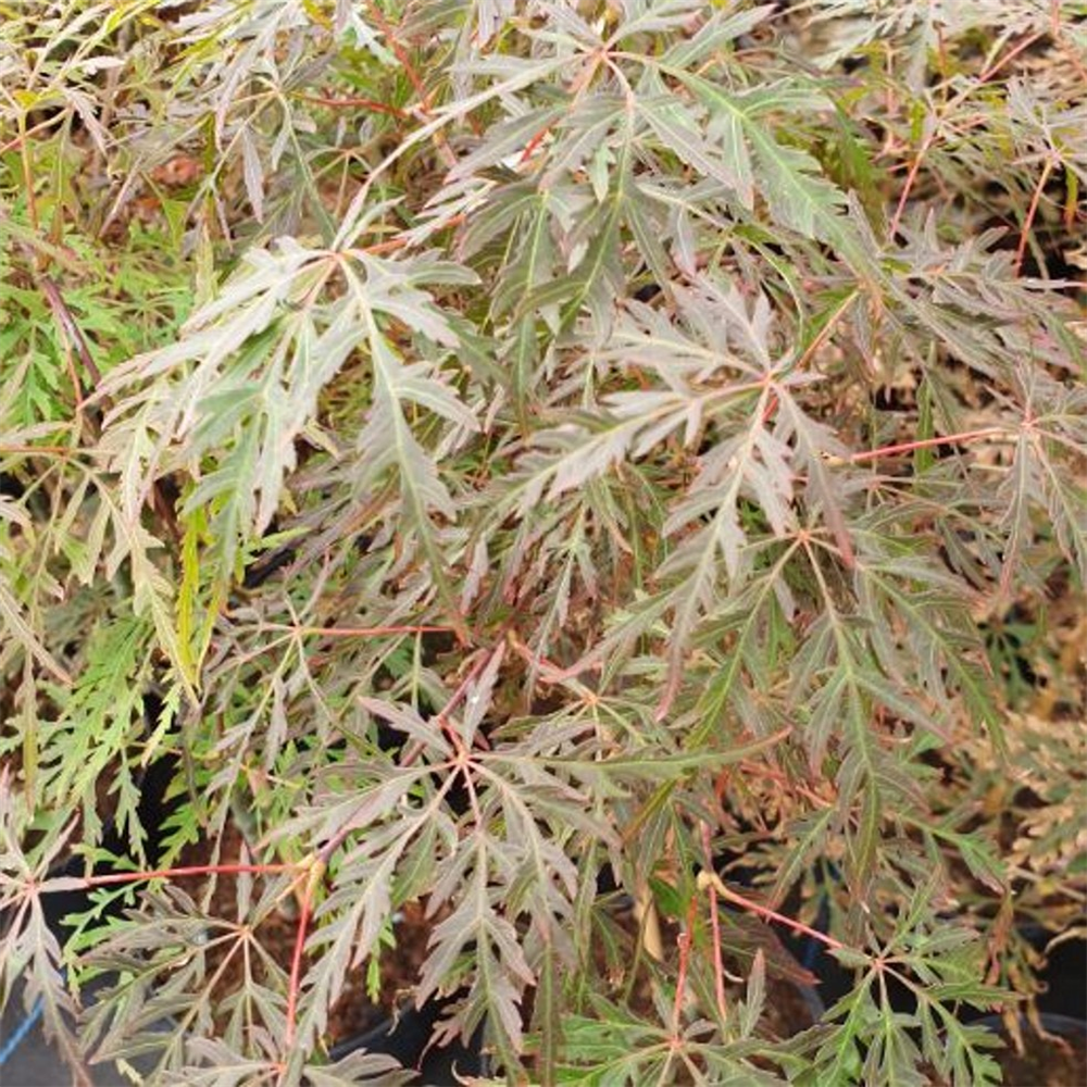 Acer Palmatum Orangeola Farmyard Nurseries