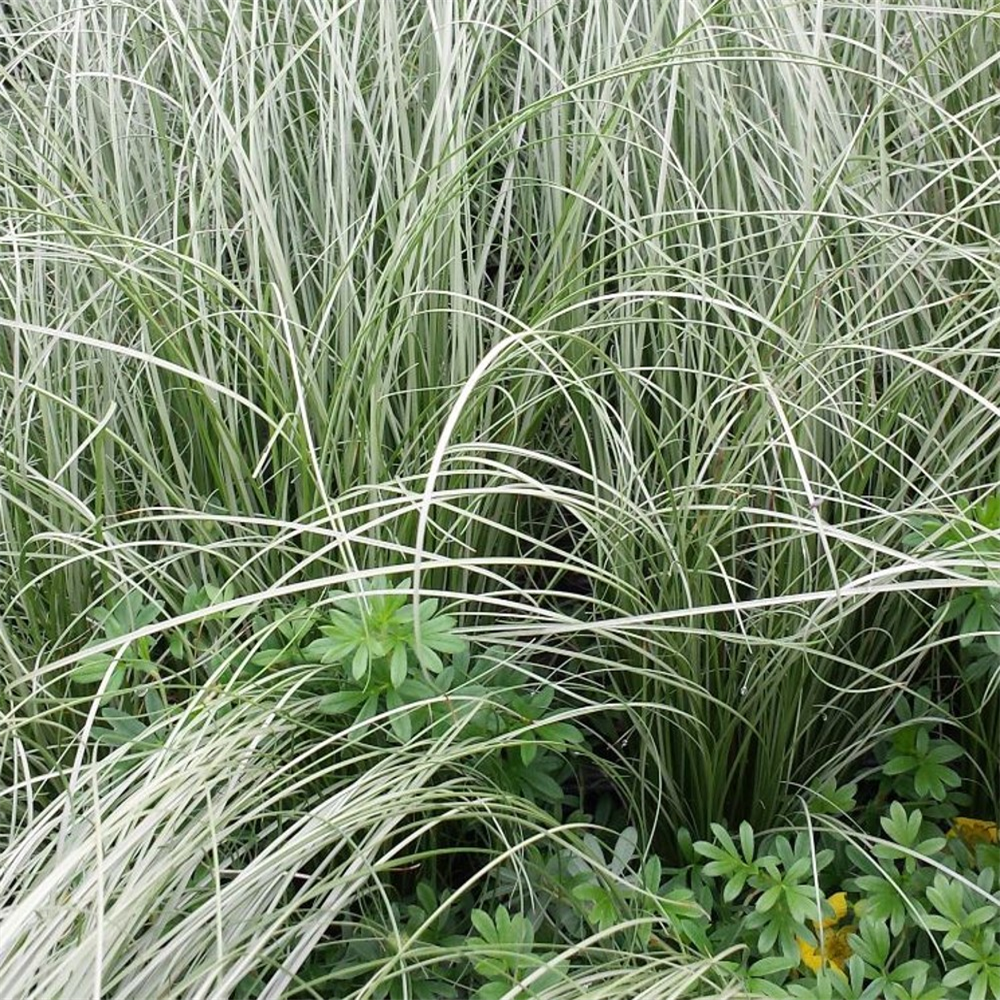 Carex Comans Frosted Curls Farmyard Nurseries