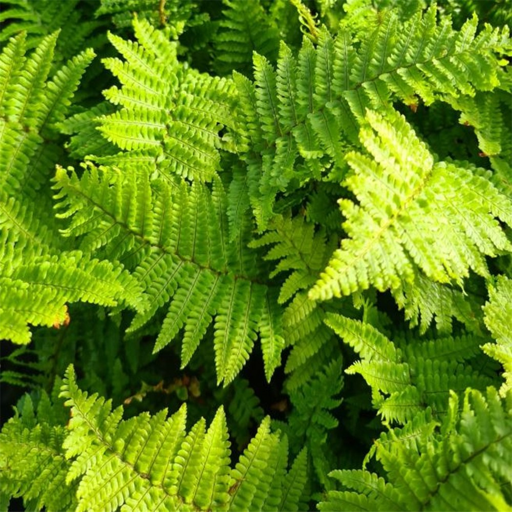 Dryopteris Affinis Crispa Farmyard Nurseries