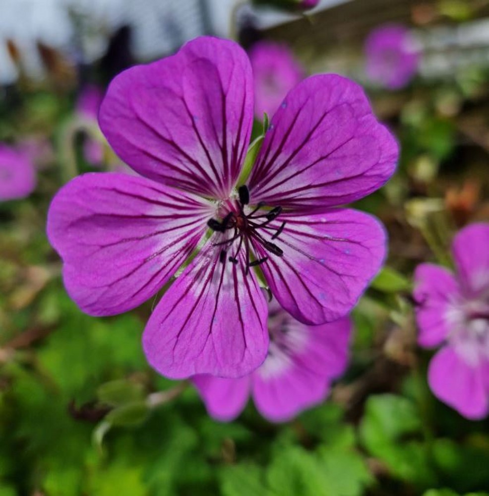 Geranium Wallichianum Pink Penny Farmyard Nurseries