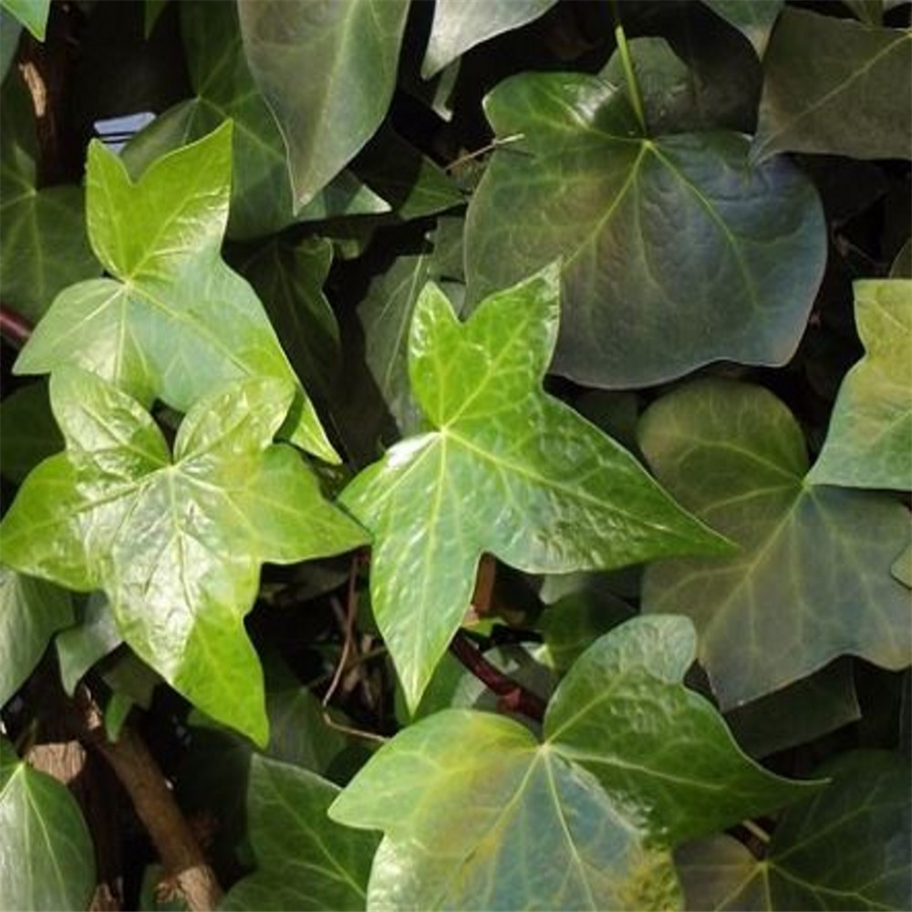 Hedera Helix Green Ripple Farmyard Nurseries