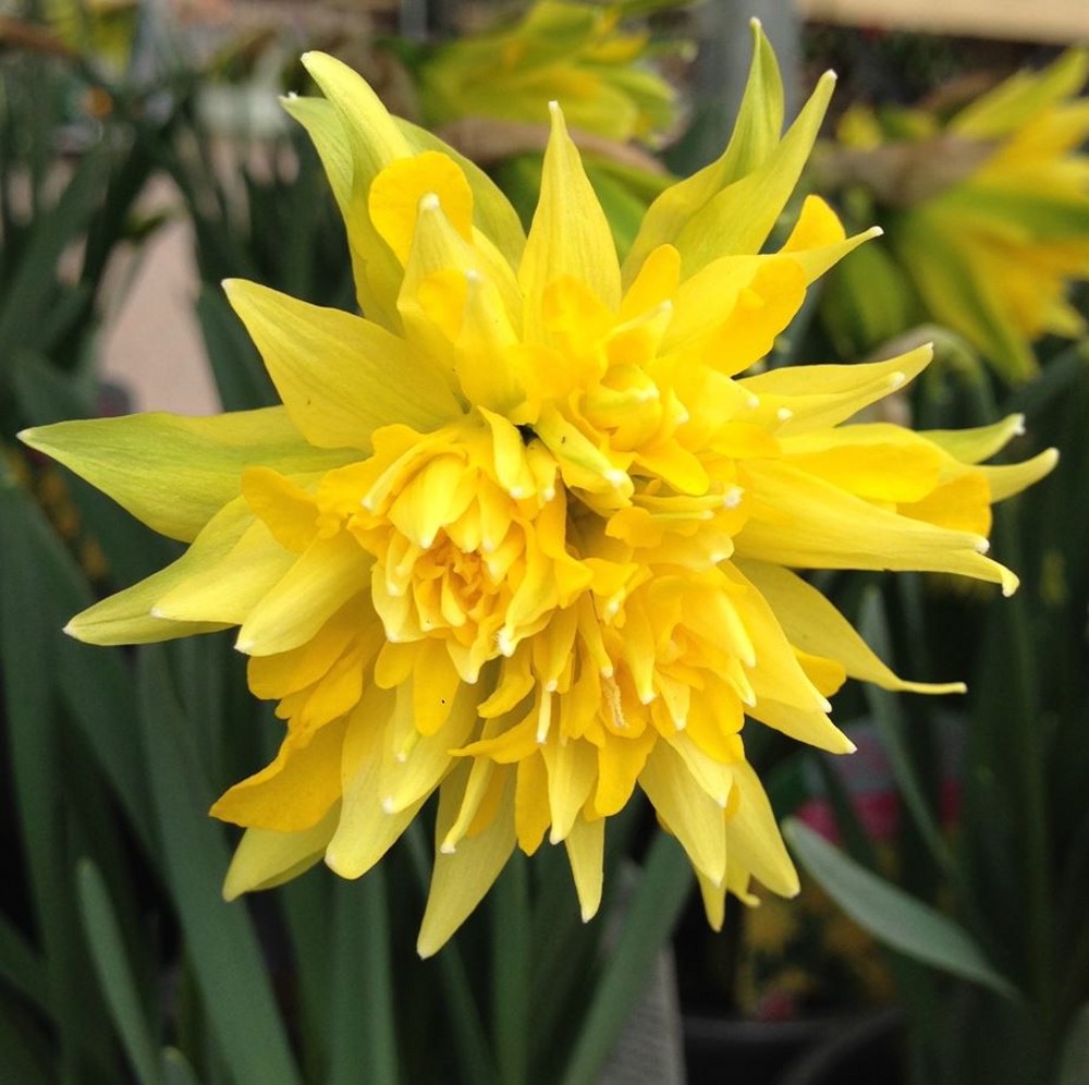 Narcissus Daffodil Dwarf Rip Van Winkle Loose Per 10 Bulbs