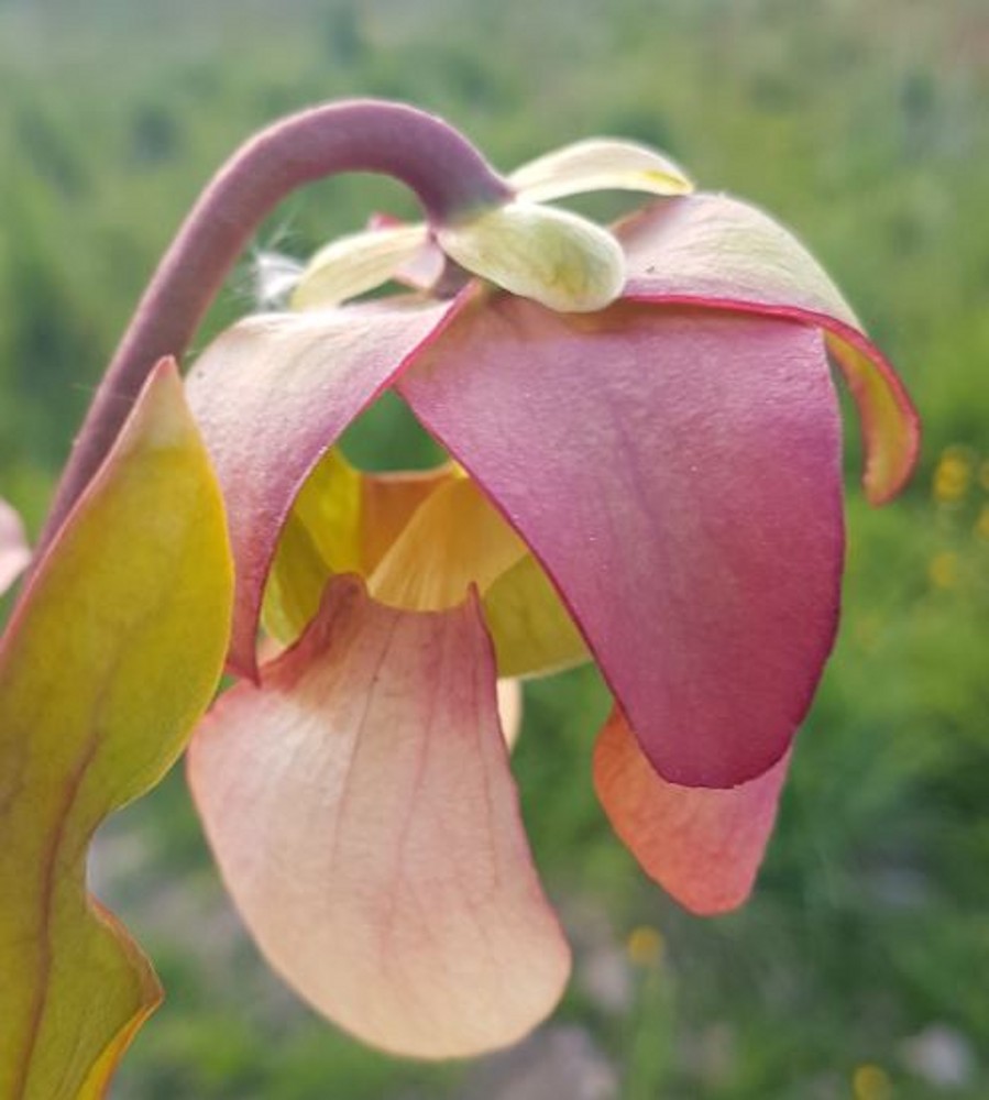 Sarracenia Hybrid H A Catesbyi Huge Gaping Lid Dutch Origin