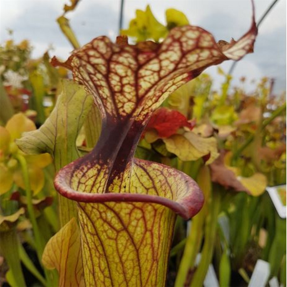 Sarracenia Hybrid H Leucophylla X Flava Var Rugelii Seed