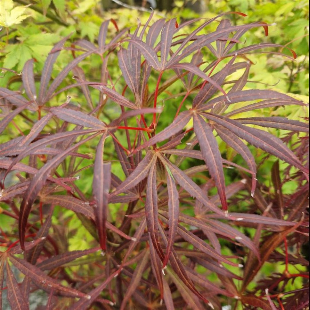 Acer Palmatum Beni Otake Farmyard Nurseries