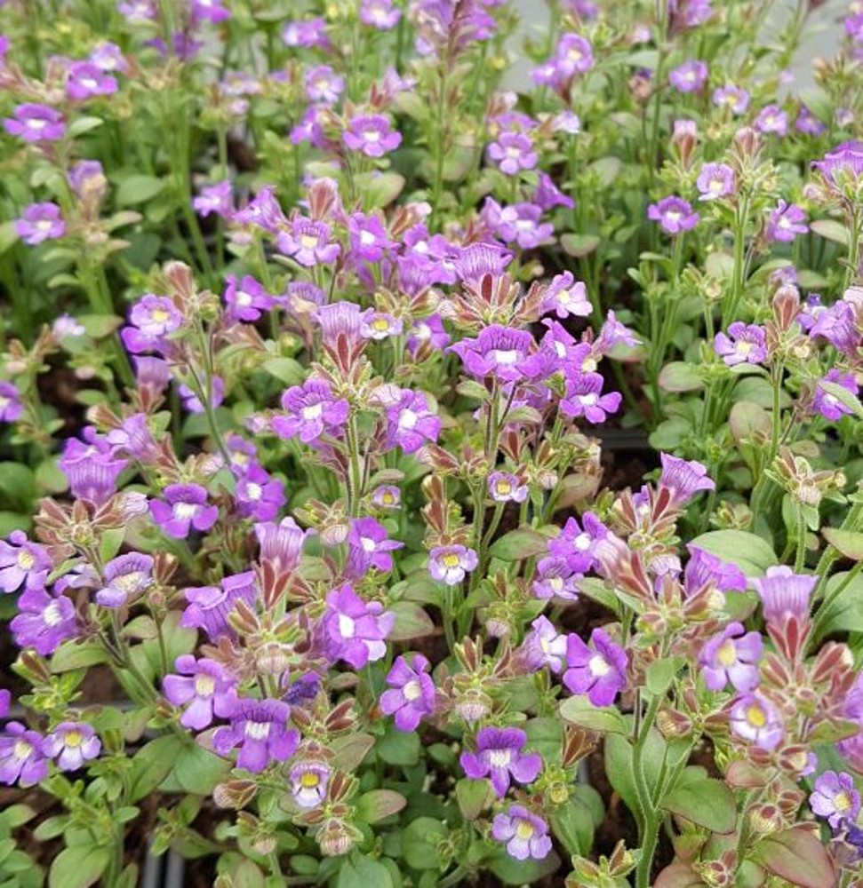 Chaenorhinum Origanifolium Blue Dream Farmyard Nurseries