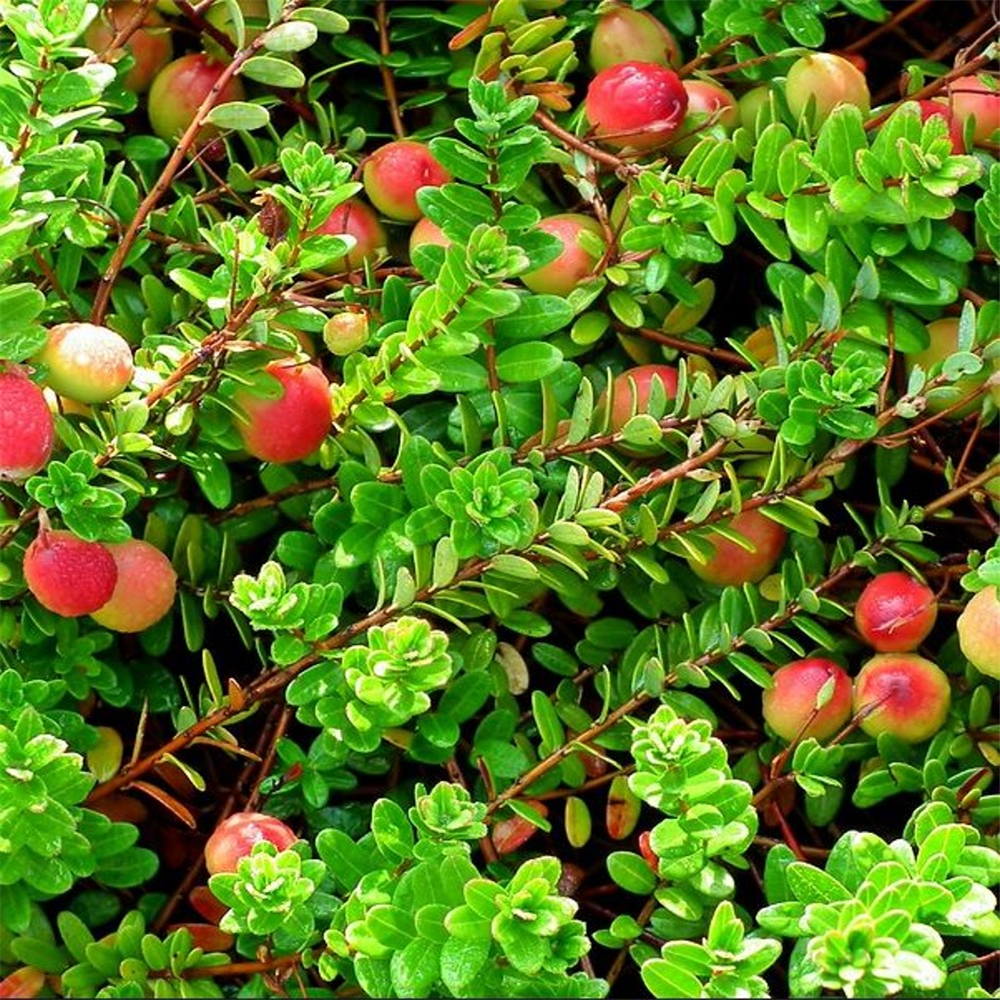 Vaccinium macrocarpon Pilgrim (Cranberry) – Burford Garden Co.