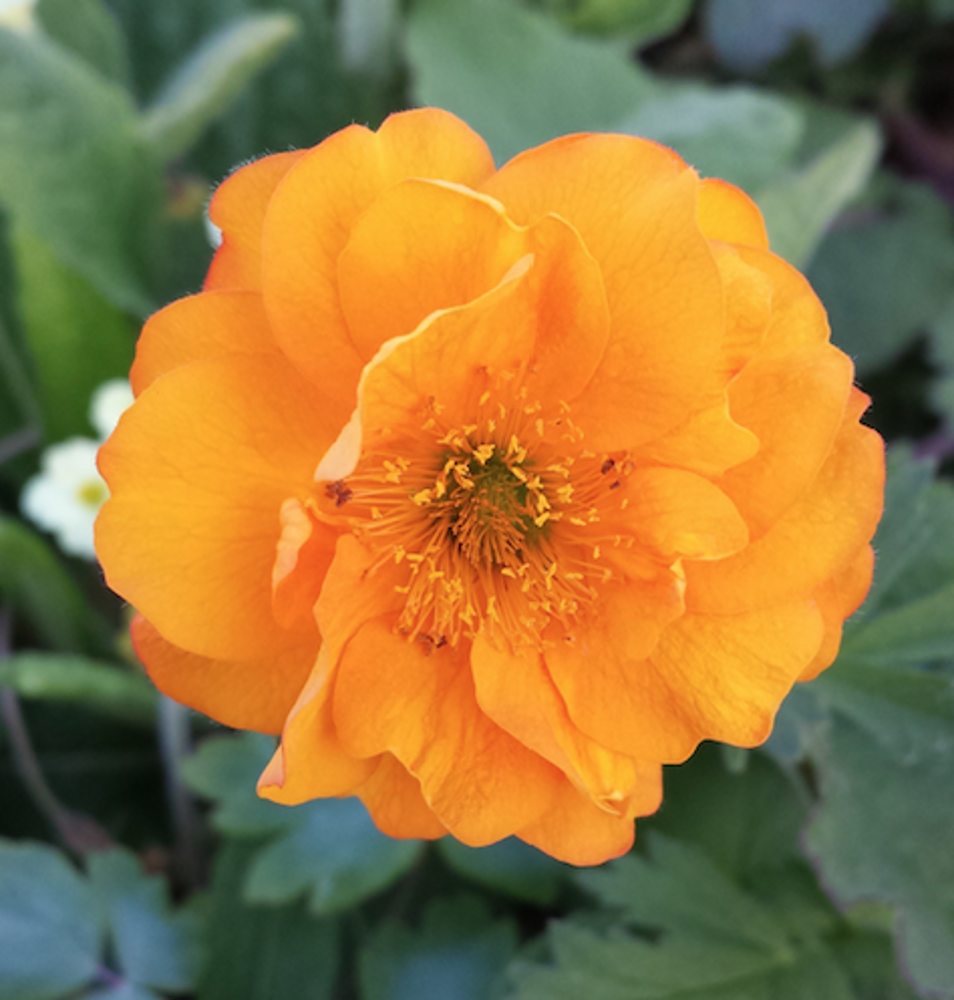 Geum Fire Storm Farmyard Nurseries