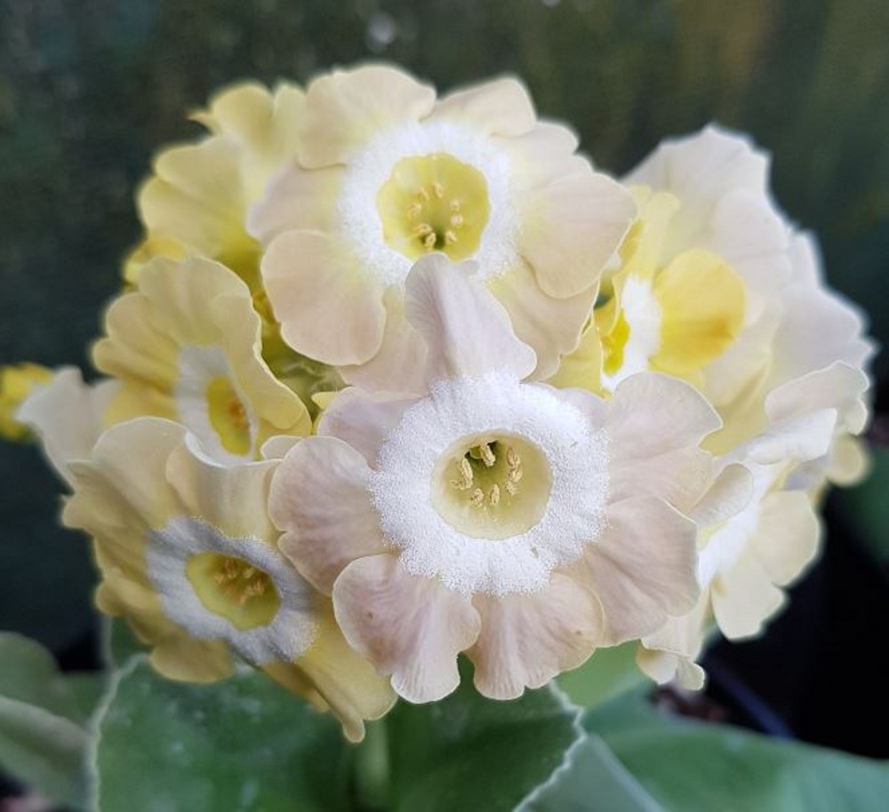 primula auricula lucy locket