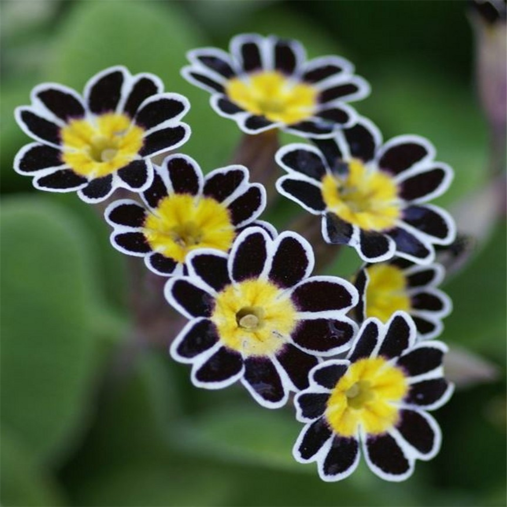 Primula 'Silver Lace' | Farmyard Nurseries