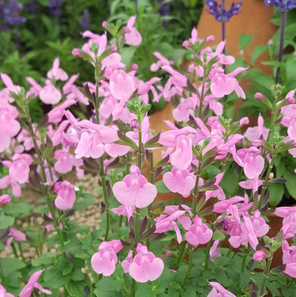 Salvia Flower Child Farmyard Nurseries