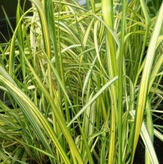 Calamagrostis X Acutiflora 'England'