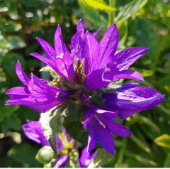 Campanula Glomerata 'Superba'