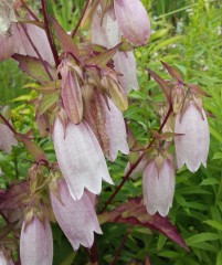 Campanula Punctata 'Elizabeth'