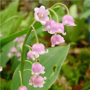 Convallaria Majalis 'Rosea'