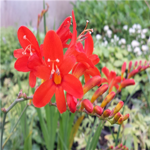 Crocosmia 'Limpopo'