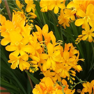 Crocosmia Crocosmiiflora 'Pauls Best Yellow'