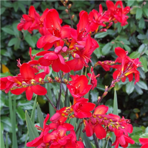 Crocosmia 'Red David'