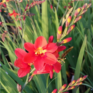 Crocosmia Crocosmiiflora 'Sultan'