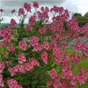 Diascia Personata