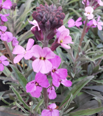 Erysimum 'Bowles Mauve'