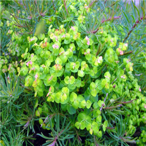 Euphorbia Cyparissias 'Fens Ruby'