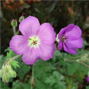 Geranium Drakenbergensis