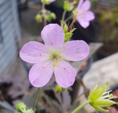 Geranium Maculatum 'Espresso'