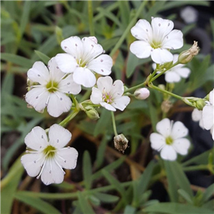 Gypsophila Repens