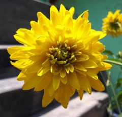 Helianthus 'Soleill D'or'