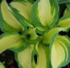 Hosta 'Ghostmaster'