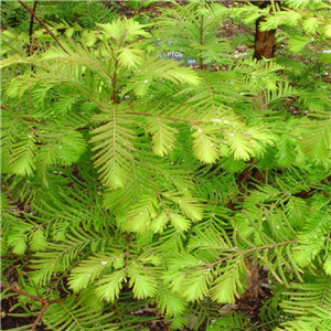 Metasequoia Glyptostroboides