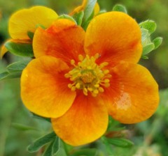 Potentilla 'Hopleys Orange'