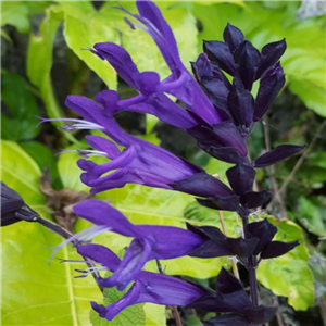 Salvia 'Amistad'