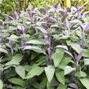 Salvia Officinalis 'Purpurascens' (Purple Sage)