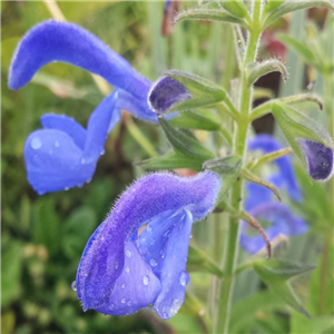 Salvia Patens 'Patio Deep Blue'