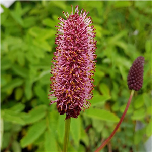 Sanguisorba Menzesii