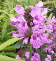 Stachys Macrantha Superba'