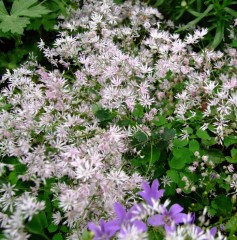 Thalictrum Kiusianum