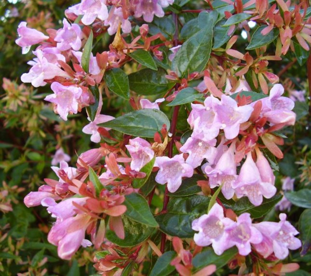 Abelia 'Edward Goucher' | Farmyard Nurseries