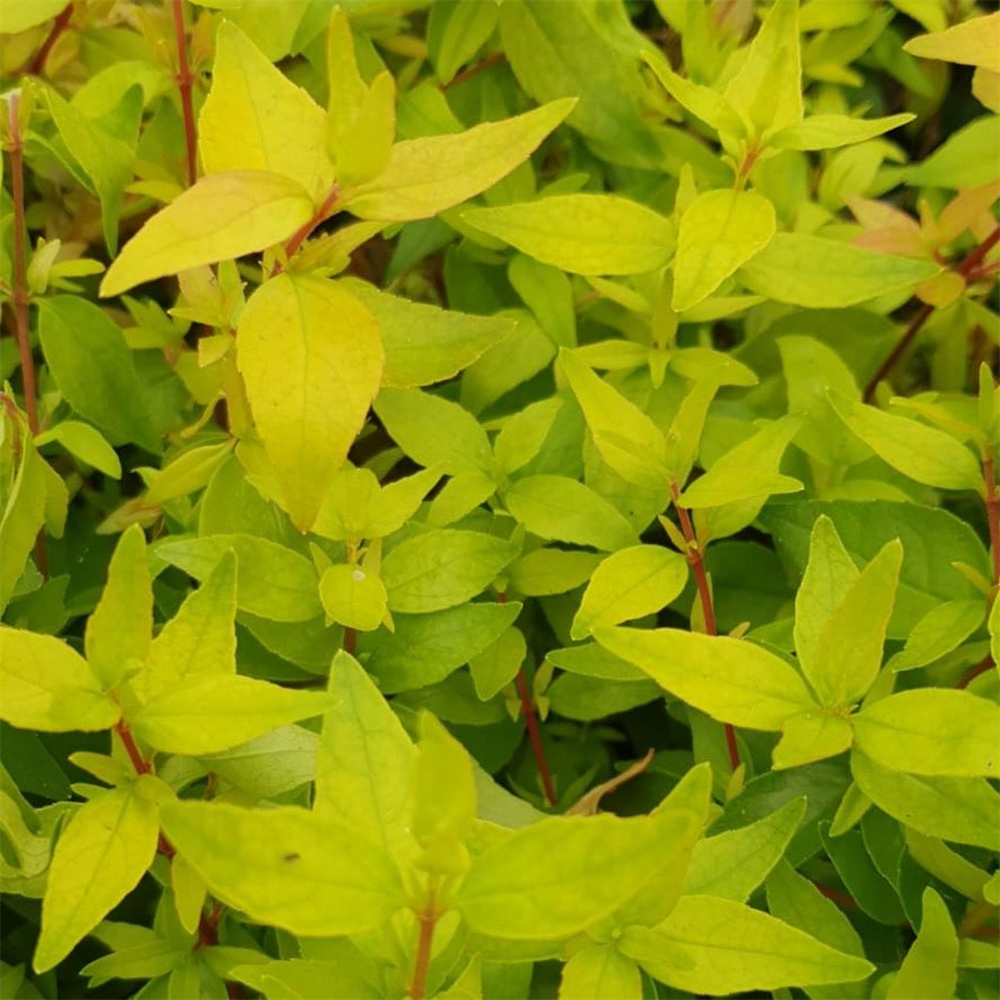 Abelia grandiflora 'Gold Jewel' | Farmyard Nurseries