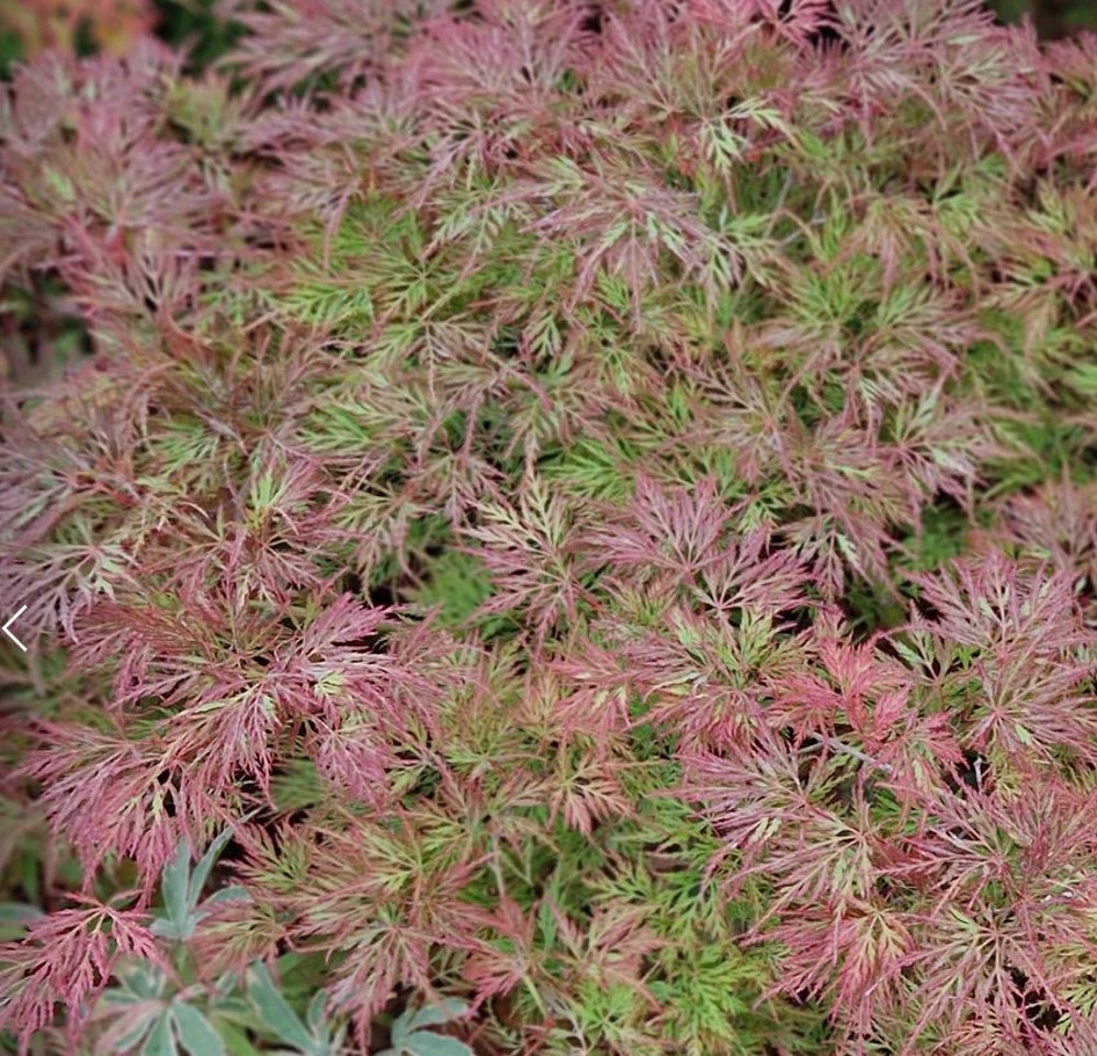 Acer palmatum 'Emerald Lace' | Farmyard Nurseries