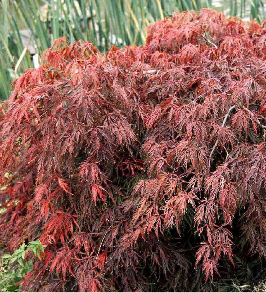 Acer Palmatum 'firecracker' 