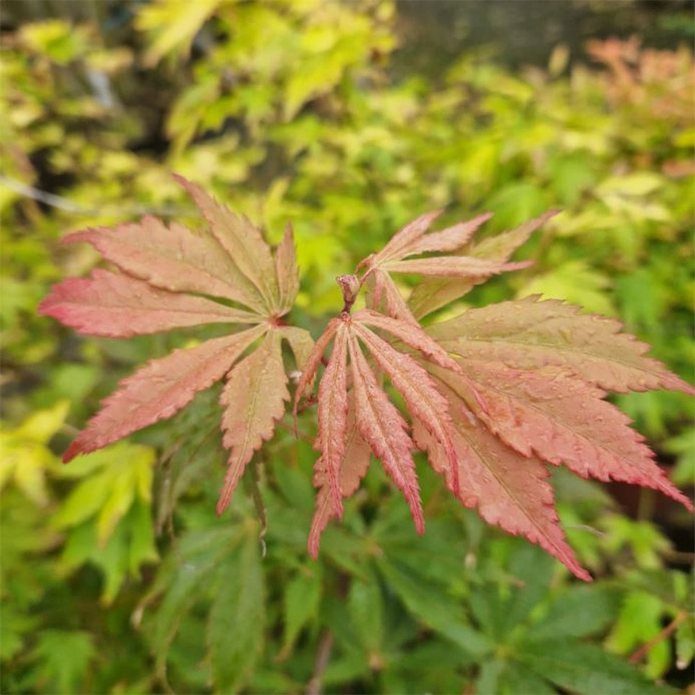 Acer palmatum 'Wild Goose' | Farmyard Nurseries