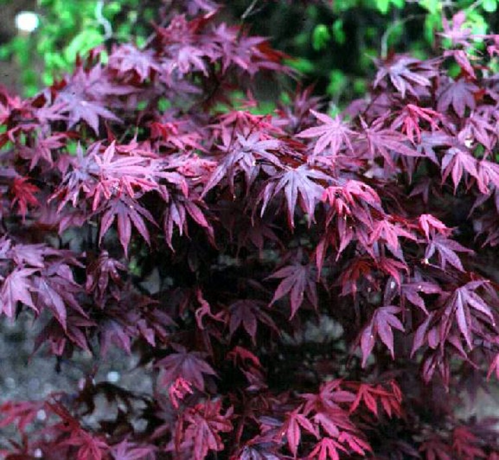 Acer Palmatum Bloodgood Farmyard Nurseries